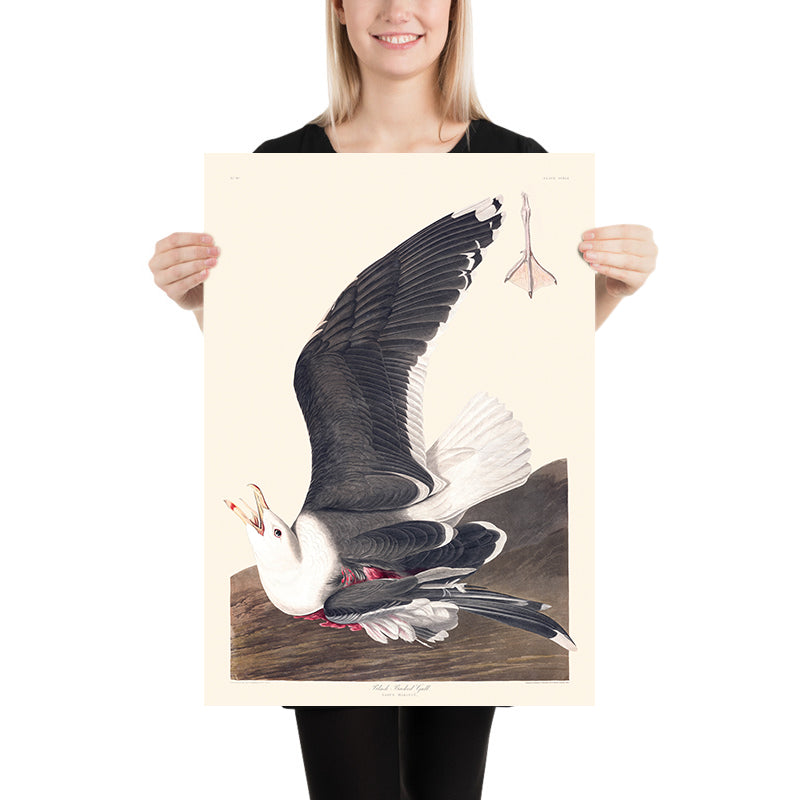 Black Backed Gull by John James Audubon, 1827