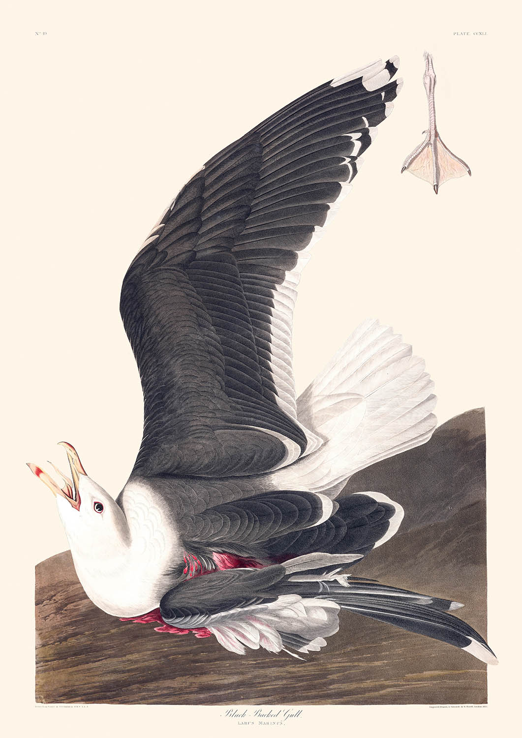 Goéland marin par John James Audubon, 1827