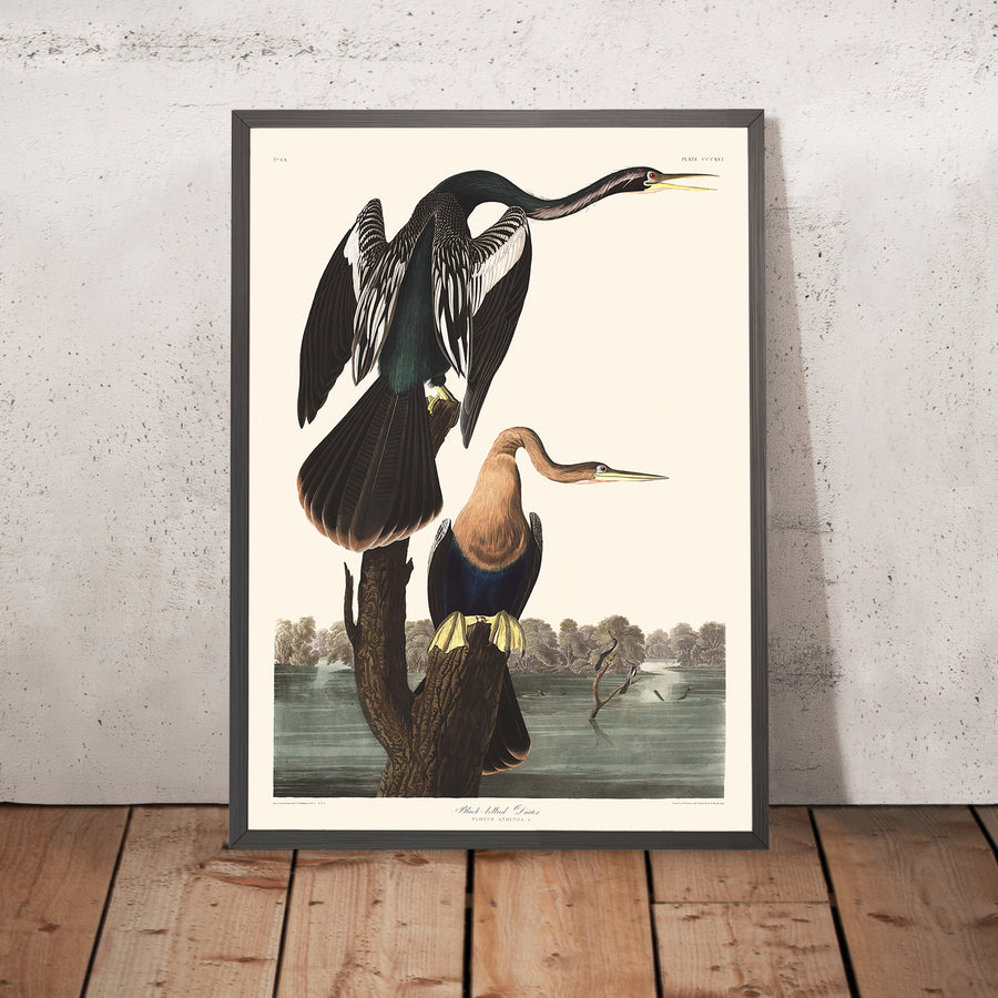 Darter dalla pancia nera di John James Audubon, 1827 