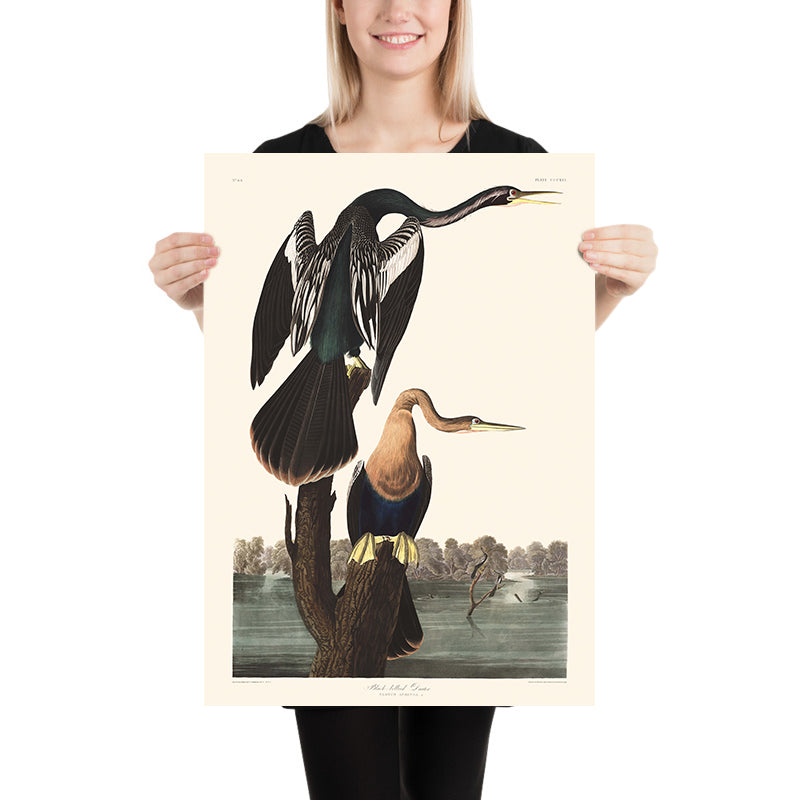 Darter dalla pancia nera di John James Audubon, 1827 