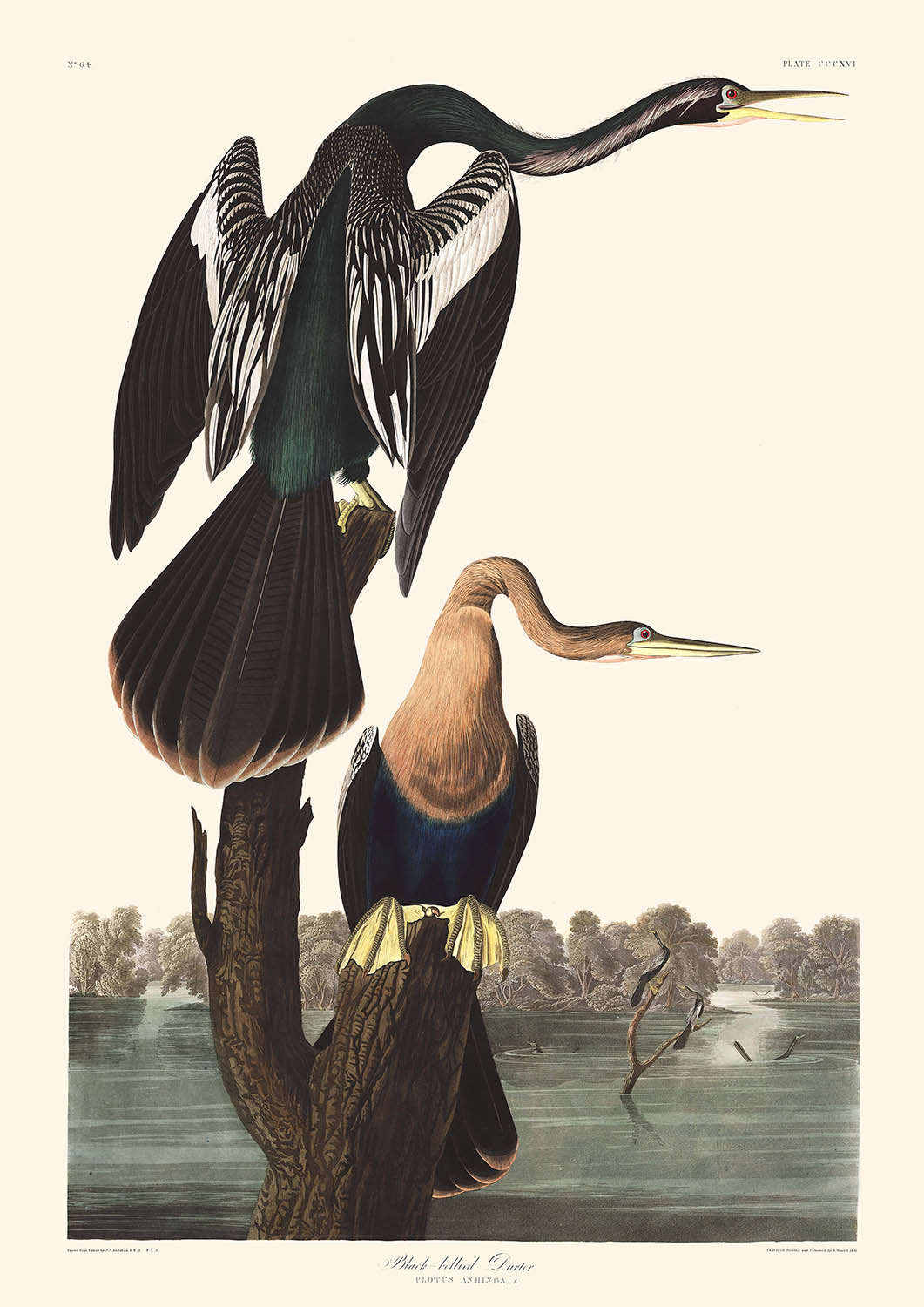 Black-bellied Darter by John James Audubon, 1827