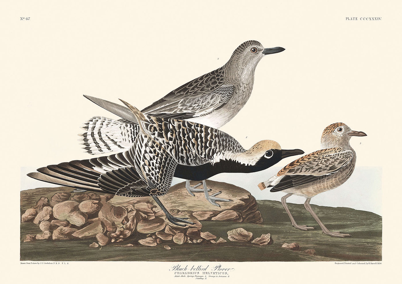 Schwarzbauchregenpfeifer von John James Audubon, 1827