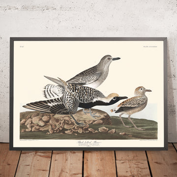 Plover dalla pancia nera di John James Audubon, 1827 