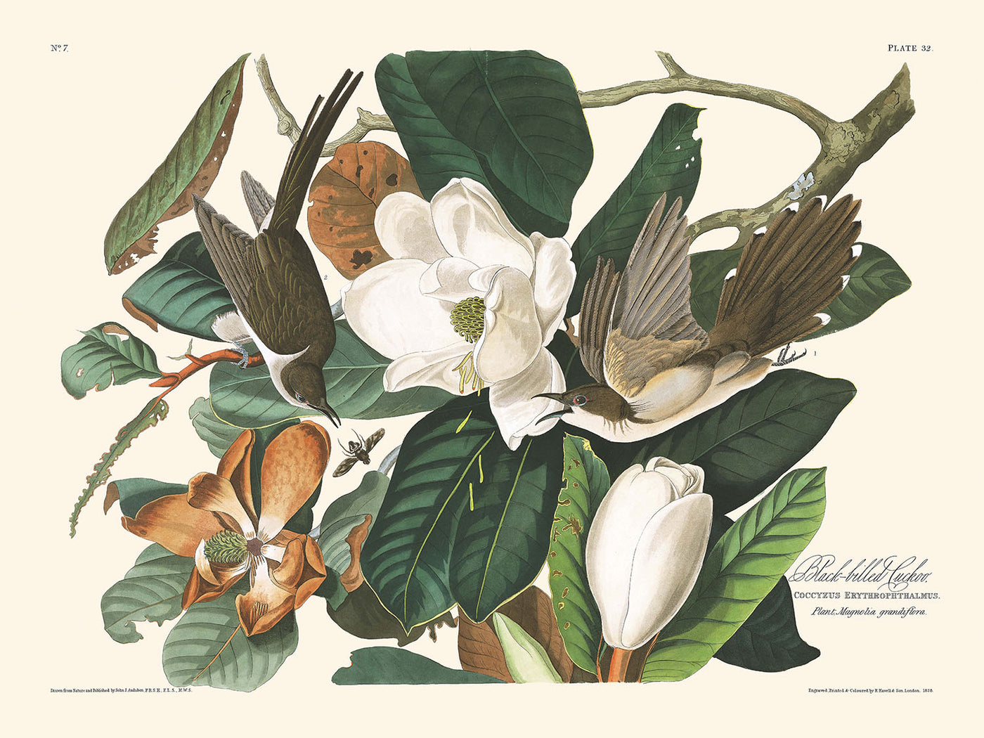 Coucou à bec noir par John James Audubon, 1827