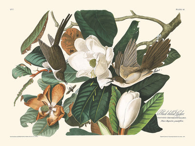 Schwarzschnabelkuckuck von John James Audubon, 1827