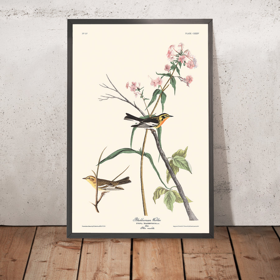 Sterna di Blackburnian di John James Audubon, 1827 