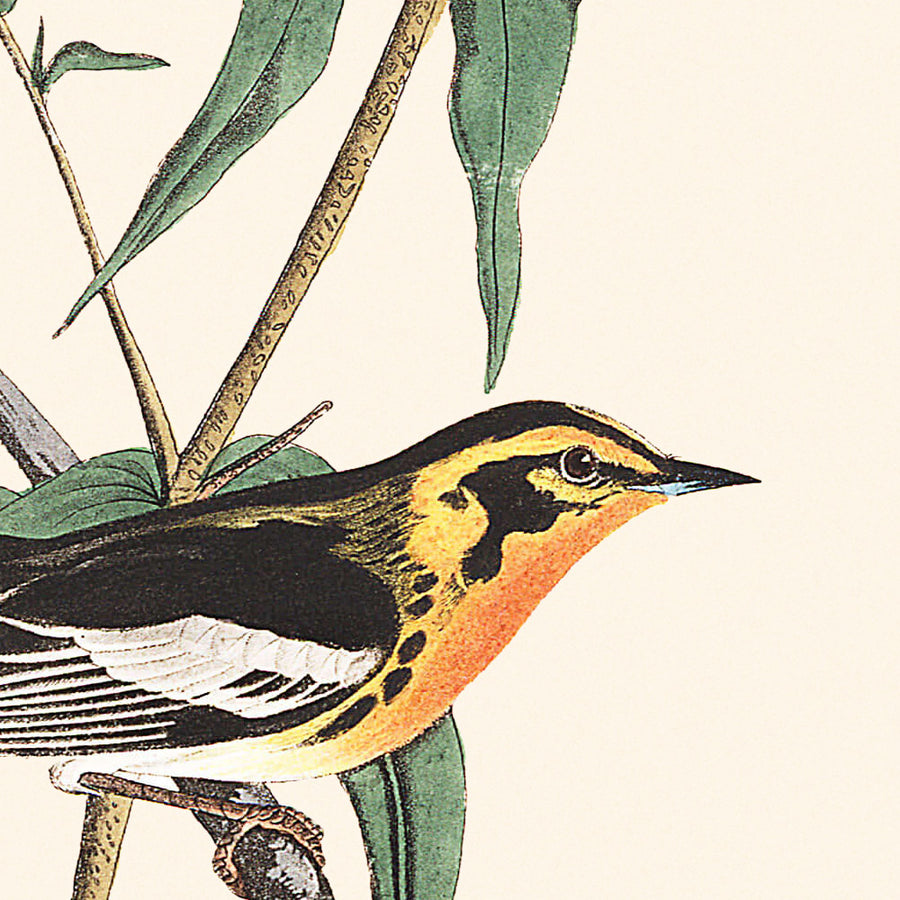 Sterna di Blackburnian di John James Audubon, 1827 