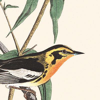 Blackburnian Warbler by John James Audubon, 1827