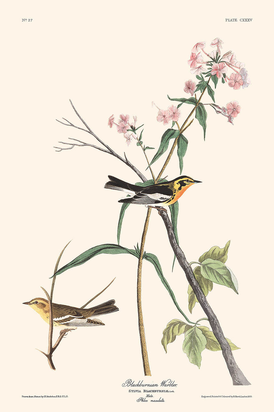 Sterna di Blackburnian di John James Audubon, 1827 