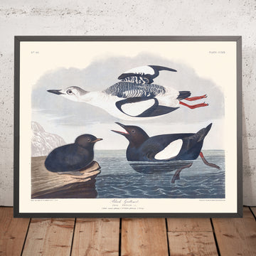 Guillemot Nero di John James Audubon, 1827 