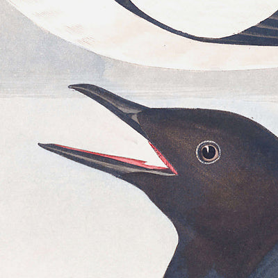 Gryllteiste von John James Audubon, 1827