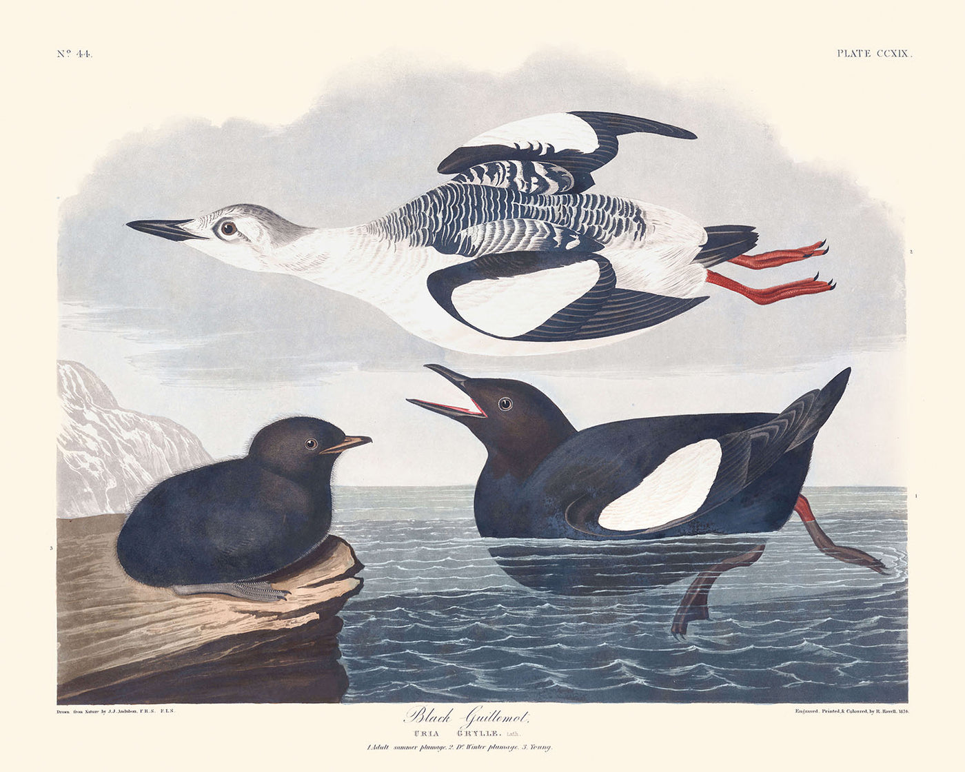 Guillemot à miroir de John James Audubon, 1827