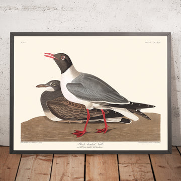 Gabbiano testa nera di John James Audubon, 1827 