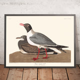 Schwarzkopfmöwe von John James Audubon, 1827 
