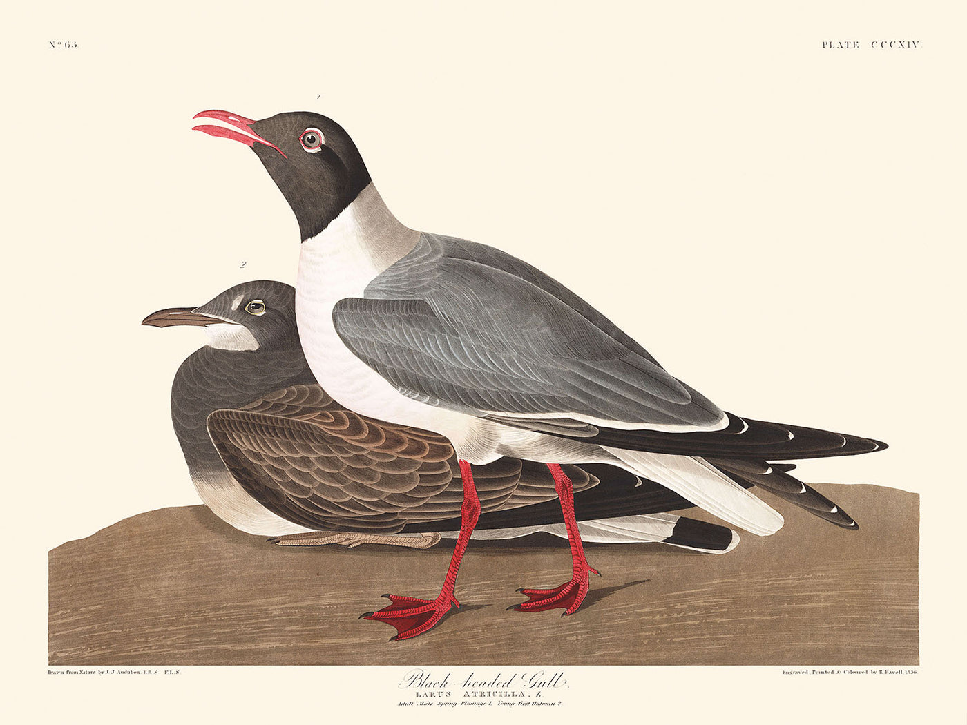 Black-headed Gull by John James Audubon, 1827