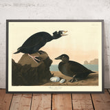 Anatra Nera o Surf dall'opera 'Uccelli d'America' di John James Audubon, 1827 