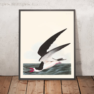 Black Skimmer, o Shearwater di John James Audubon, 1827 