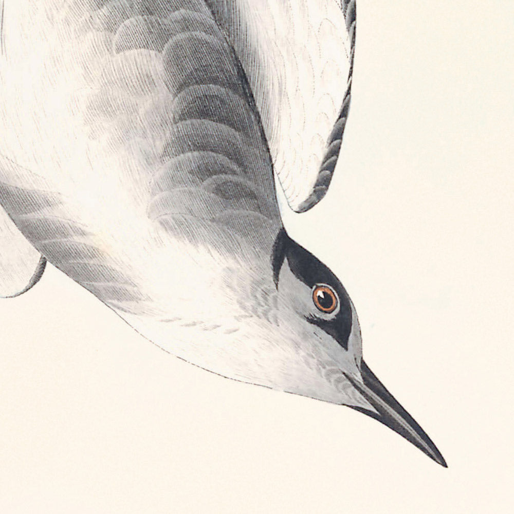 Charrán negro, de John James Audubon, 1827