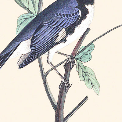 Schwarzkehl-Blaustirn-Waldsänger von John James Audubon, 1827 