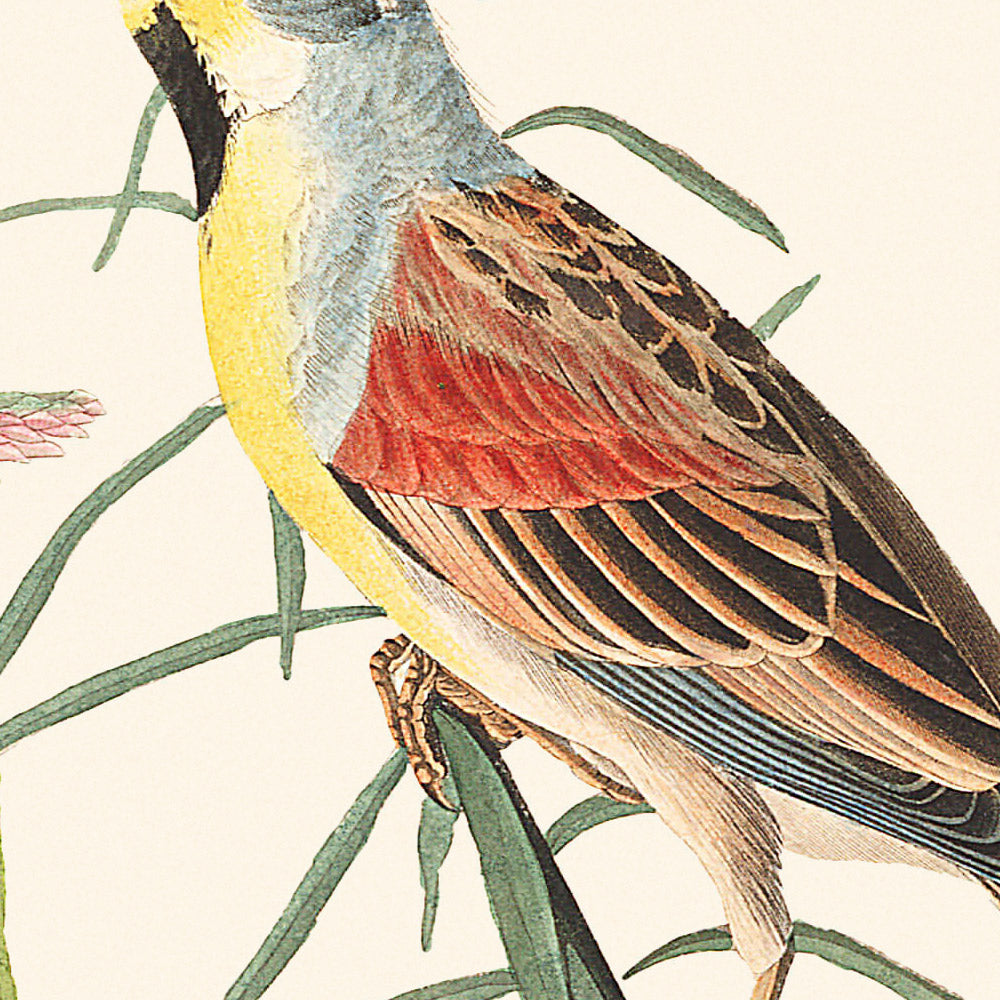 Schwarzkehlammer von John James Audubon, 1827