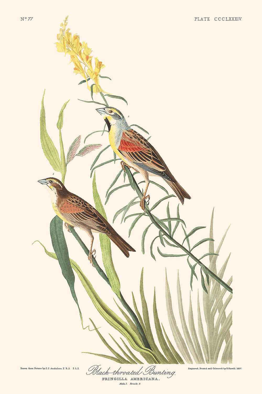 Azulejo gorginegro, de John James Audubon, 1827