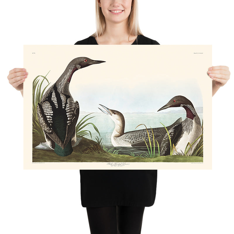 Uccello dal collo nero di John James Audubon, 1827 