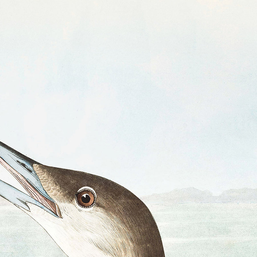 Uccello dal collo nero di John James Audubon, 1827 