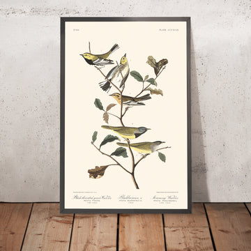 Warbler verde dal collo nero, Blackburniano, Warbler del lutto di John James Audubon, 1827 