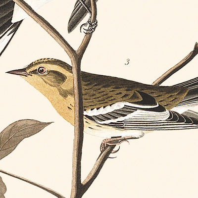 Black-throated green Warbler, Blackburnian, Mourning Warbler by John James Audubon, 1827