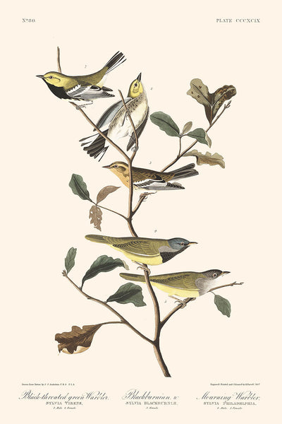 Schwarzkehl-Grünwaldsänger, Blackburnian, Trauerwaldsänger von John James Audubon, 1827