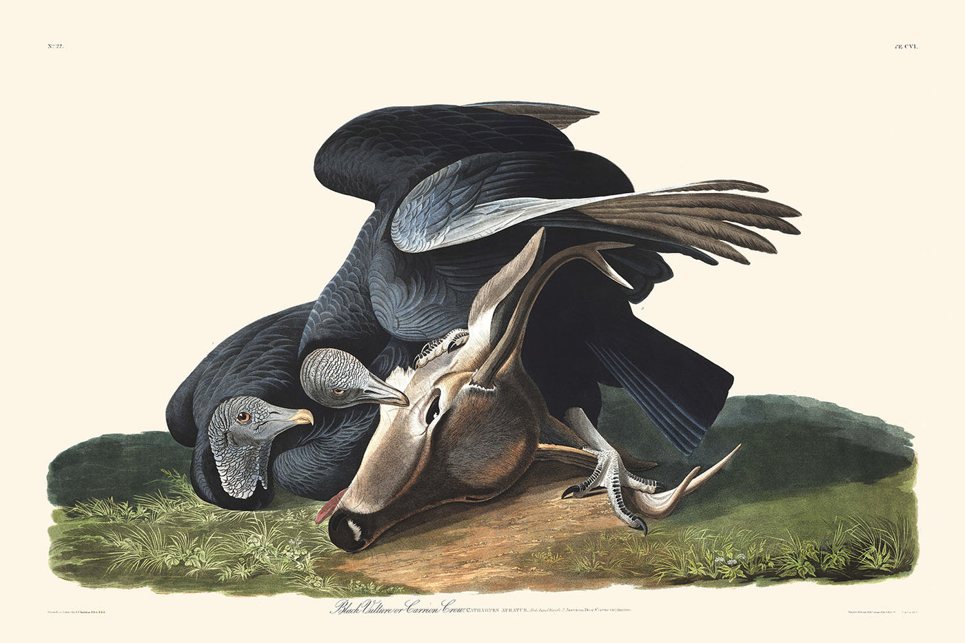 Black Vulture (Carrion Crow) by John James Audubon, 1827