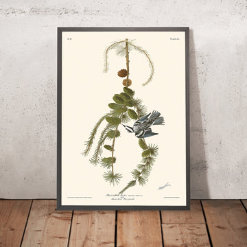 Creeper Bianco e Nero di John James Audubon, 1827 