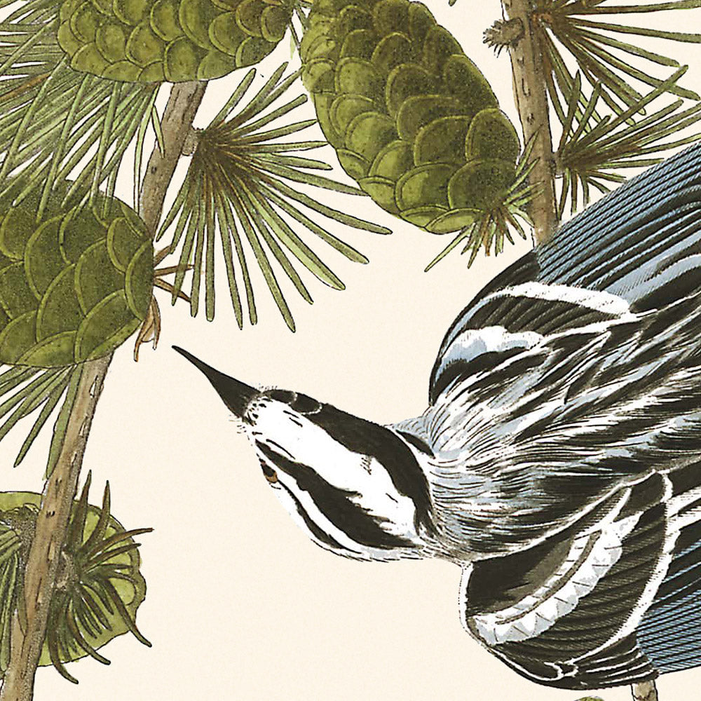 Enredadera en blanco y negro de John James Audubon, 1827