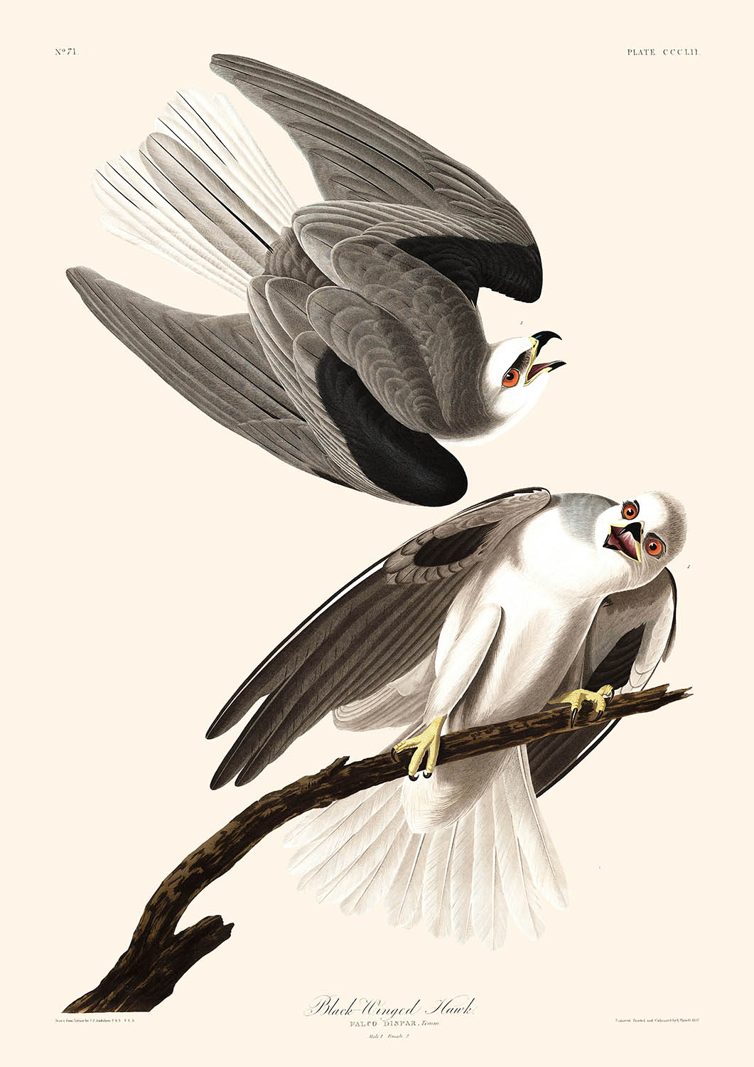 Buse à ailes noires par John James Audubon, 1827