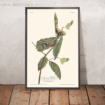 Warbler Nero e Giallo (Tavola 50) di John James Audubon, 1827 