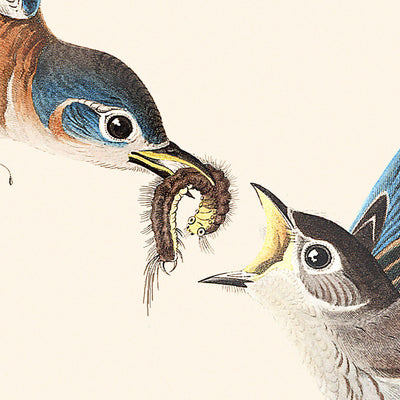 Blue-bird (Plate 113) by John James Audubon, 1827