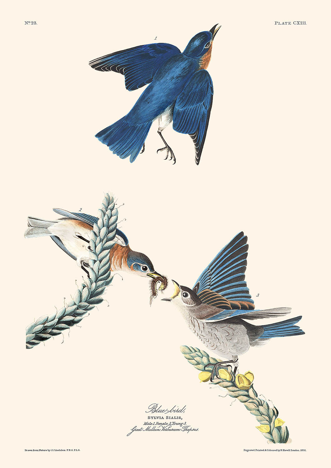 Artwork preview