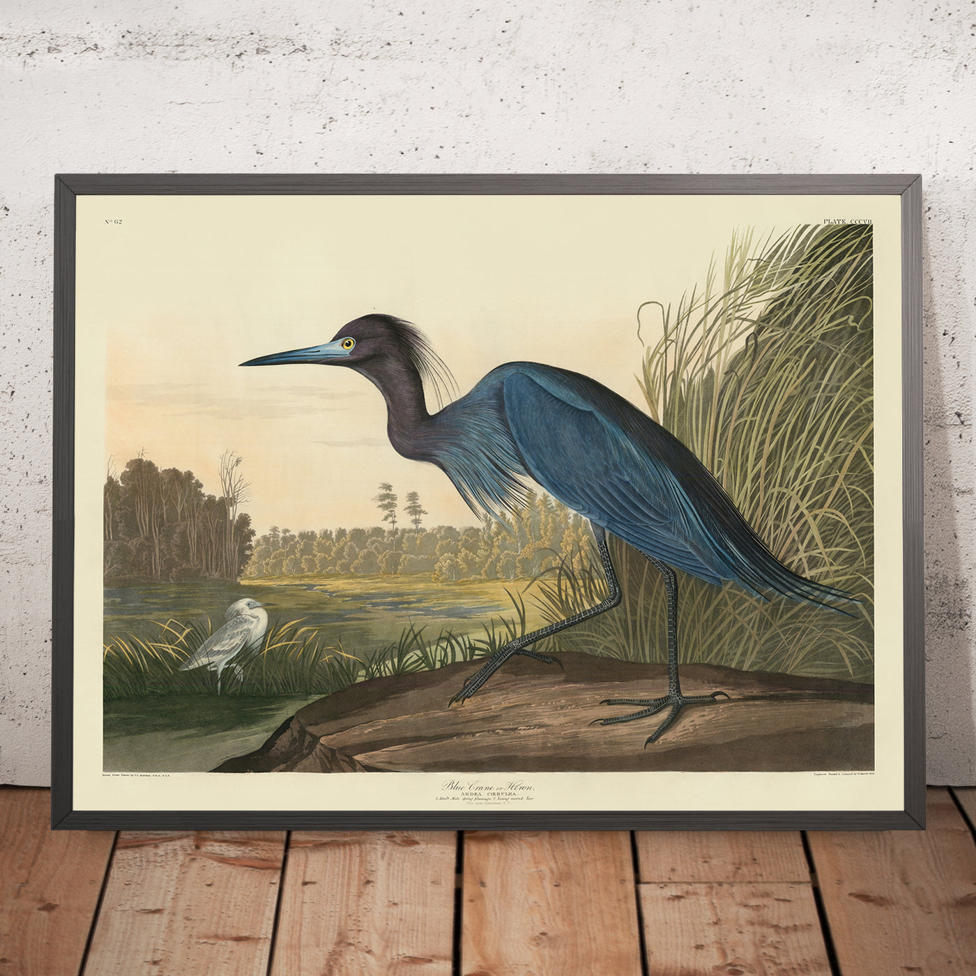 Blue Crane from 'Birds of America' by John James Audubon, 1827