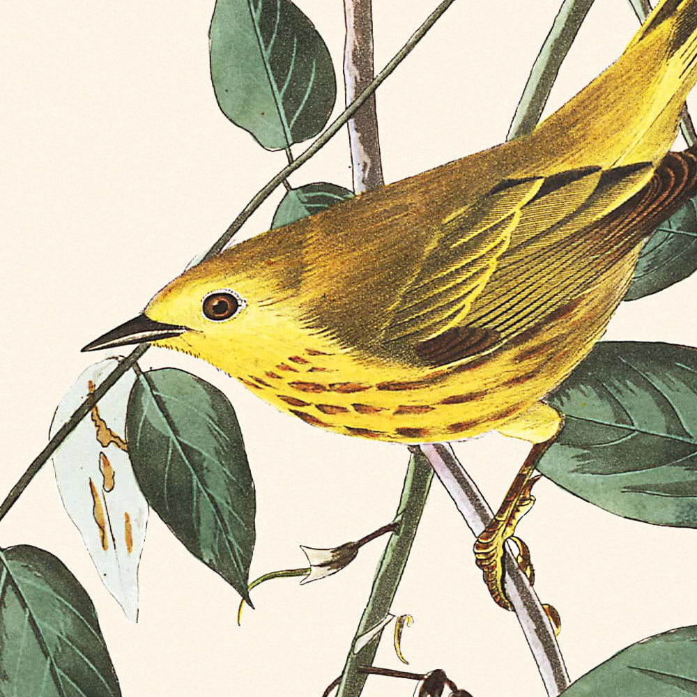 Blue-eyed Yellow Warbler by John James Audubon, 1827