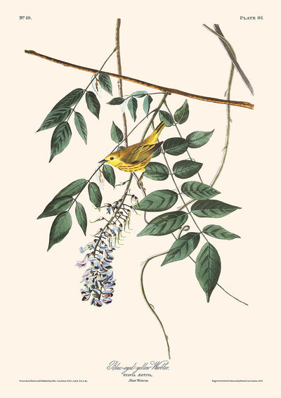 Blue-eyed Yellow Warbler by John James Audubon, 1827