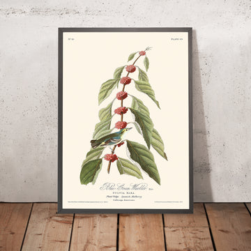 Warbler blu-verde di John James Audubon, 1827 