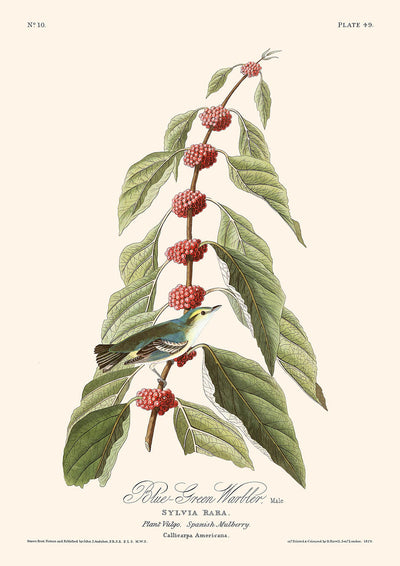 Blaugrüner Waldsänger von John James Audubon, 1827