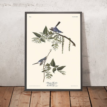 Cacciatore di mosche blu-grigio di John James Audubon, 1827 