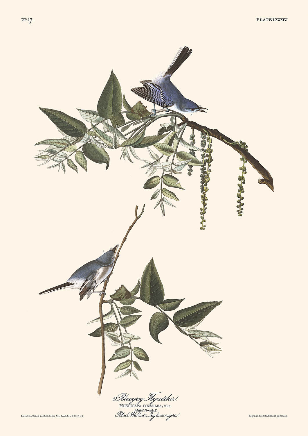 Papamoscas azul-gris de John James Audubon, 1827