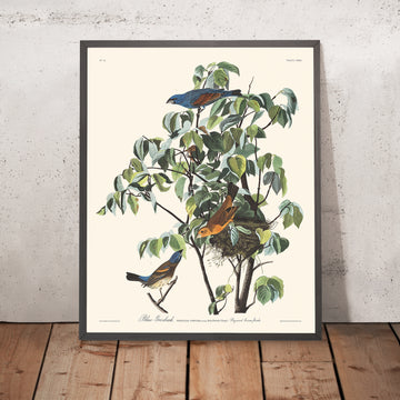 Grosbeak Blu di John James Audubon, 1827 