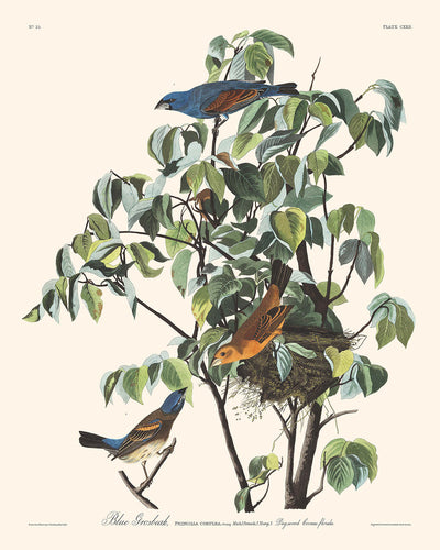 Gros-bec bleu par John James Audubon, 1827