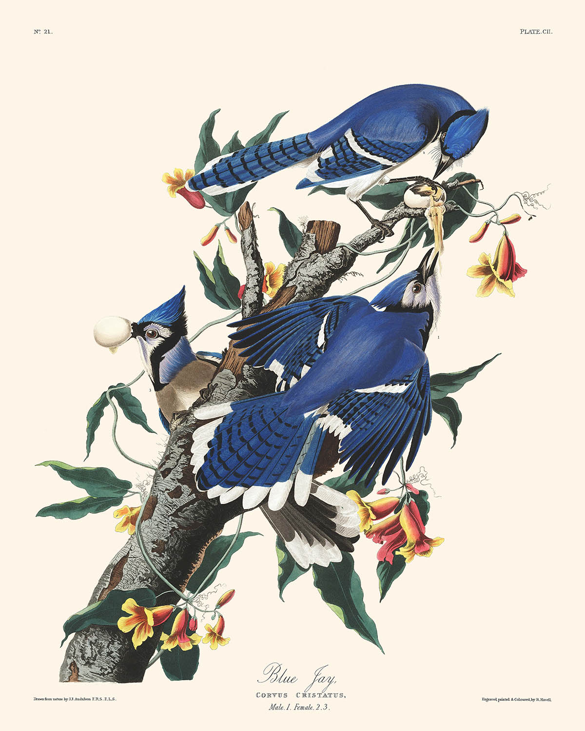 Le geai bleu de John James Audubon, 1827