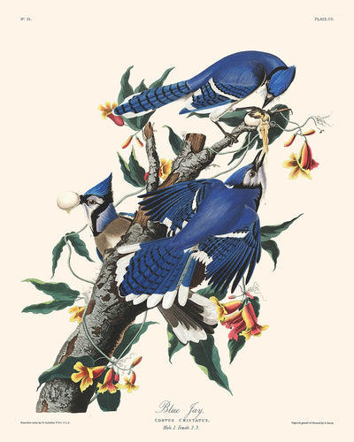 Blue Jay by John James Audubon, 1827