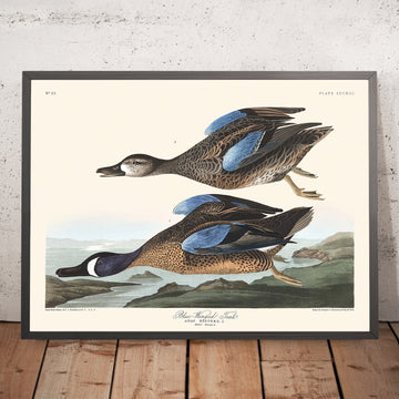 Teal dalle ali azzurre di John James Audubon, 1827 
