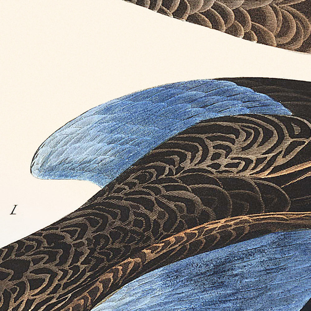 Sarcelle à ailes bleues par John James Audubon, 1827